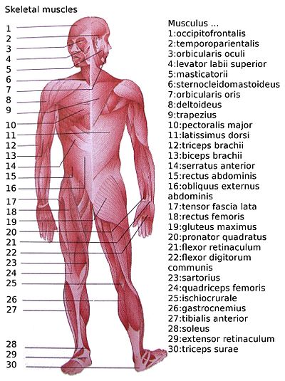 https://upload.wikimedia.org/wikipedia/commons/thumb/8/8c/Skeletal_muscles_homo_sapiens.JPG/400px-Skeletal_muscles_homo_sapiens.JPG