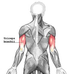 Triceps brachii.png