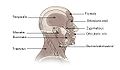 https://upload.wikimedia.org/wikipedia/commons/thumb/7/78/Illu_head_neck_muscle.jpg/120px-Illu_head_neck_muscle.jpg