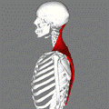https://upload.wikimedia.org/wikipedia/commons/thumb/5/51/Trapezius_lateral2.png/120px-Trapezius_lateral2.png