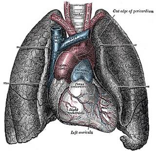 https://upload.wikimedia.org/wikipedia/commons/thumb/e/e6/Heart-and-lungs.jpg/300px-Heart-and-lungs.jpg