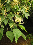 https://upload.wikimedia.org/wikipedia/commons/thumb/9/9d/Mallotus_japonicus_male_flowers.JPG/135px-Mallotus_japonicus_male_flowers.JPG