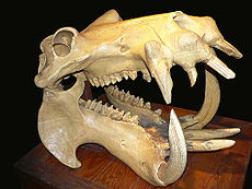 https://upload.wikimedia.org/wikipedia/commons/thumb/7/71/Hippo_skull_dark.jpg/230px-Hippo_skull_dark.jpg