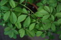 https://upload.wikimedia.org/wikipedia/commons/thumb/f/f8/Akebia_quinata_leaf.jpg/120px-Akebia_quinata_leaf.jpg