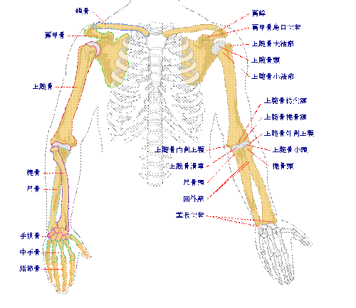 https://upload.wikimedia.org/wikipedia/commons/thumb/9/9d/Human_arm_bones_diagram-ja.svg/langja-500px-Human_arm_bones_diagram-ja.svg.png