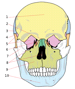 1:前頭骨、2:鼻骨、3:頭頂骨、4:側頭骨、5:蝶形骨、6:涙骨,7:頬骨、8:篩骨、9:上顎骨、10:下顎骨
