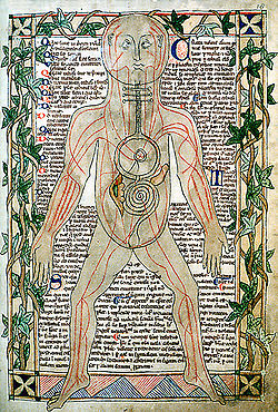 https://upload.wikimedia.org/wikipedia/commons/thumb/1/12/13th_century_anatomical_illustration_-_sharp.jpg/250px-13th_century_anatomical_illustration_-_sharp.jpg