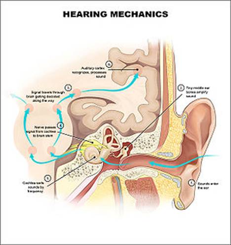 https://upload.wikimedia.org/wikipedia/commons/thumb/b/b1/Hearing_mechanics.jpg/300px-Hearing_mechanics.jpg