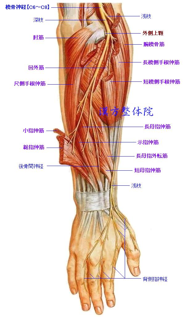 橈骨神経-2