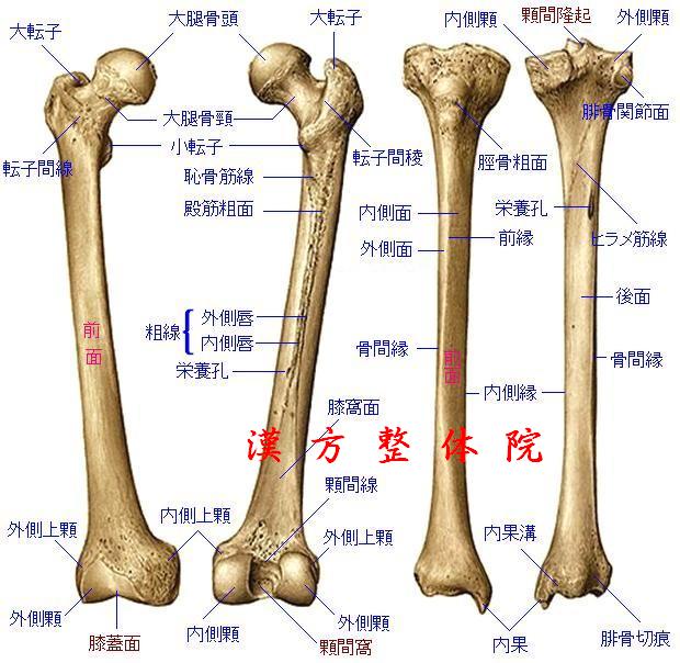 大腿骨と脛骨