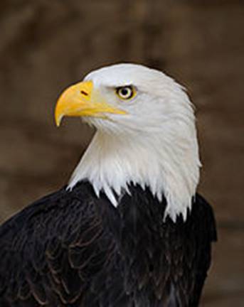https://upload.wikimedia.org/wikipedia/commons/thumb/1/1e/Bald_Eagle_Portrait.jpg/170px-Bald_Eagle_Portrait.jpg