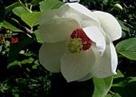 https://upload.wikimedia.org/wikipedia/commons/thumb/b/b4/Magnolia-sieboldii.JPG/150px-Magnolia-sieboldii.JPG