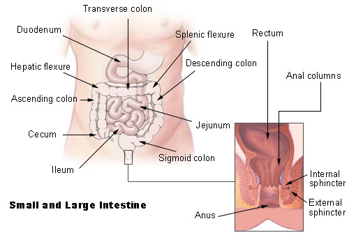 Illu intestine.jpg