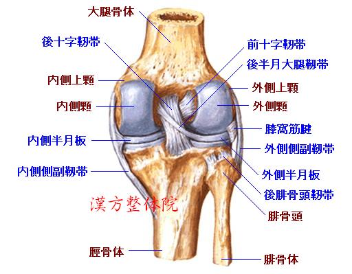 膝関節　後面-2
