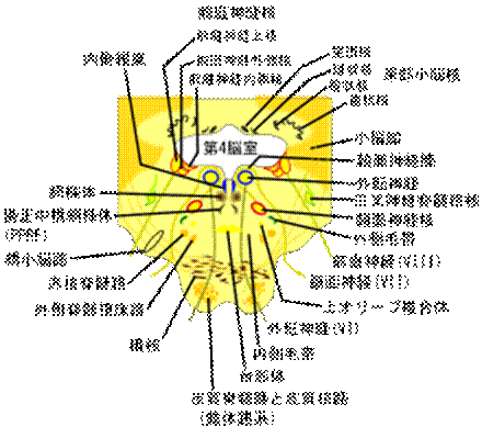 https://upload.wikimedia.org/wikipedia/commons/thumb/a/ab/Inferior_Pons-ja.svg/300px-Inferior_Pons-ja.svg.png