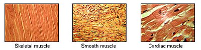 https://upload.wikimedia.org/wikipedia/commons/thumb/1/1b/Illu_muscle_tissues.jpg/400px-Illu_muscle_tissues.jpg
