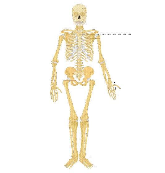 https://upload.wikimedia.org/wikipedia/commons/thumb/7/75/Human_skeleton_front_arrows_no_labels.svg/400px-Human_skeleton_front_arrows_no_labels.svg.png