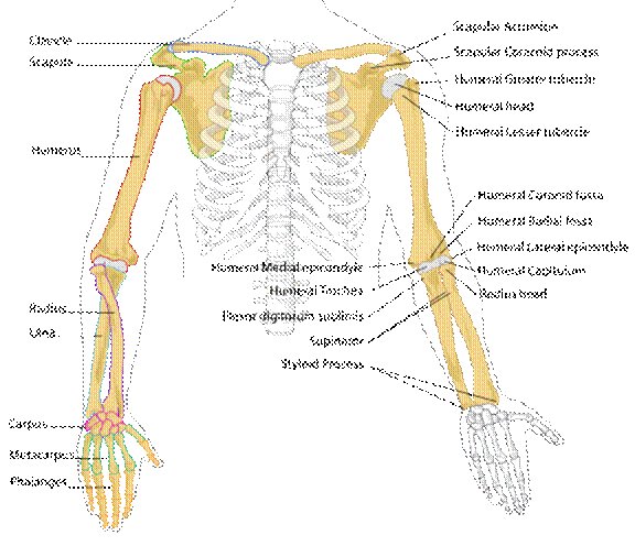 https://upload.wikimedia.org/wikipedia/commons/thumb/4/49/Human_arm_bones_diagram.svg/500px-Human_arm_bones_diagram.svg.png