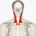 https://upload.wikimedia.org/wikipedia/commons/thumb/a/a3/Sternomastoid_muscle_animation_small2.gif/120px-Sternomastoid_muscle_animation_small2.gif