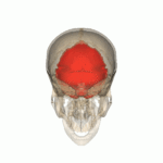 https://upload.wikimedia.org/wikipedia/commons/thumb/1/12/Rotation_Occipital_bone.gif/150px-Rotation_Occipital_bone.gif