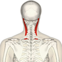 https://upload.wikimedia.org/wikipedia/commons/thumb/d/d8/Sternomastoid_muscle_back2.png/120px-Sternomastoid_muscle_back2.png