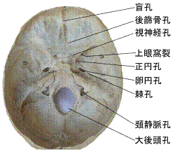 Skull foramina labeled ja.svg