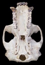 https://upload.wikimedia.org/wikipedia/commons/thumb/a/ab/Gorilla_Male_skull_base.png/100px-Gorilla_Male_skull_base.png