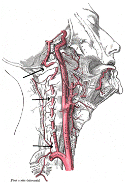 Vertebral artery.png
