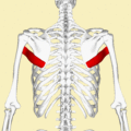 https://upload.wikimedia.org/wikipedia/commons/thumb/b/b8/Teres_major_muscle_animation.gif/120px-Teres_major_muscle_animation.gif