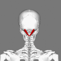 https://upload.wikimedia.org/wikipedia/commons/thumb/6/68/Rectus_capitis_posterior_major_muscle_animation_small.gif/120px-Rectus_capitis_posterior_major_muscle_animation_small.gif