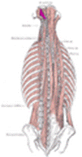 https://upload.wikimedia.org/wikipedia/commons/thumb/d/dd/Rectus_capitis_posterior_major_muscle.PNG/63px-Rectus_capitis_posterior_major_muscle.PNG