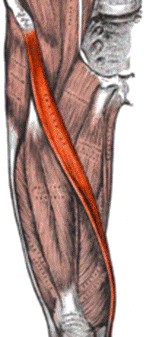 Sartorius muscle.png