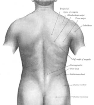 https://upload.wikimedia.org/wikipedia/commons/thumb/6/62/Surface_anatomy_of_the_back-Gray.png/200px-Surface_anatomy_of_the_back-Gray.png