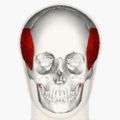 https://upload.wikimedia.org/wikipedia/commons/thumb/6/6e/Temporal_muscle_animation_small.gif/120px-Temporal_muscle_animation_small.gif