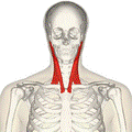 https://upload.wikimedia.org/wikipedia/commons/thumb/b/b5/Sternomastoid_muscle_frontal2.png/120px-Sternomastoid_muscle_frontal2.png