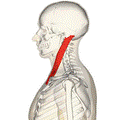 https://upload.wikimedia.org/wikipedia/commons/thumb/1/12/Sternomastoid_muscle_lateral2.png/120px-Sternomastoid_muscle_lateral2.png