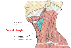 Musculi coli base, my edits for tringles, Carotid T.svg