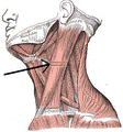 https://upload.wikimedia.org/wikipedia/commons/thumb/b/bd/Musculussternocleidomastodieus.png/112px-Musculussternocleidomastodieus.png