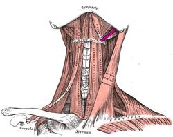 Stylohyoid muscle.PNG