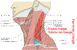 Copy of Musculi coli base, my edits for tringles, labeled triangles,posterior.svg