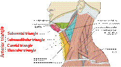 Copy of Musculi coli base, my edits for tringles, labeled trianglesanteriorT.svg