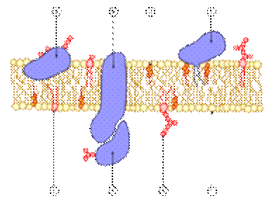 https://upload.wikimedia.org/wikipedia/commons/thumb/8/82/Cell_membrane_scheme.png/220px-Cell_membrane_scheme.png