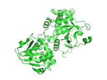 RNA Replicase structure.png