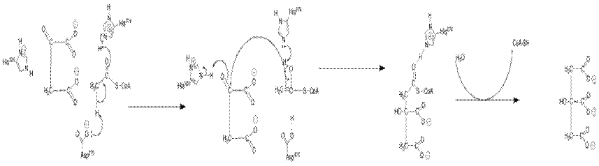 https://upload.wikimedia.org/wikipedia/commons/thumb/6/64/Citrate_Synthase_Mechanism_Drew_Beck_revised_OH.png/1066px-Citrate_Synthase_Mechanism_Drew_Beck_revised_OH.png