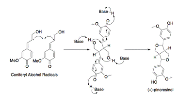 Reaction of monolignol radicals in the presence of dirigent protein to form (+)-pinoresinol