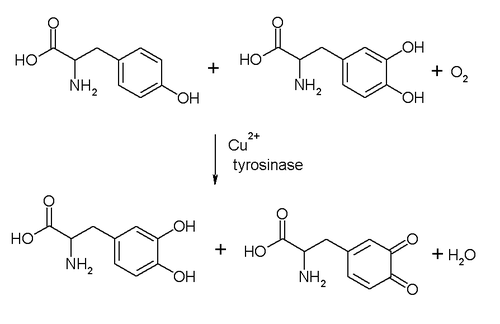 Tyrosinase reaction.PNG