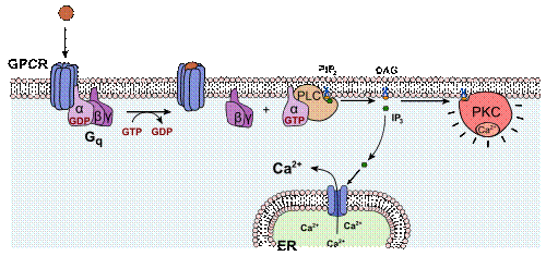 https://upload.wikimedia.org/wikipedia/commons/thumb/3/31/Activation_protein_kinase_C.svg/500px-Activation_protein_kinase_C.svg.png