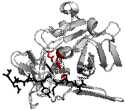 https://upload.wikimedia.org/wikipedia/commons/thumb/0/05/TEV_protease_summary.png/250px-TEV_protease_summary.png