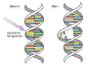 https://upload.wikimedia.org/wikipedia/commons/thumb/f/fd/DNA_UV_mutation.svg/300px-DNA_UV_mutation.svg.png