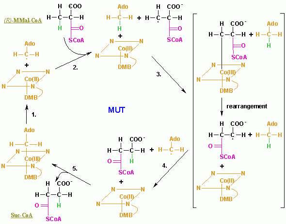 MUT's reaction mechanism